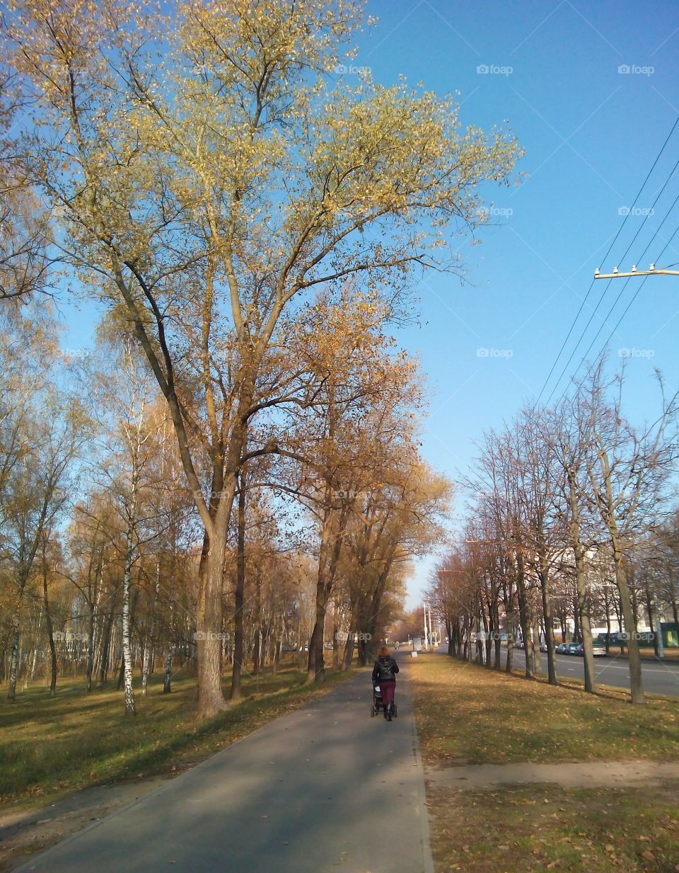 Tree, Landscape, Road, Park, Fall