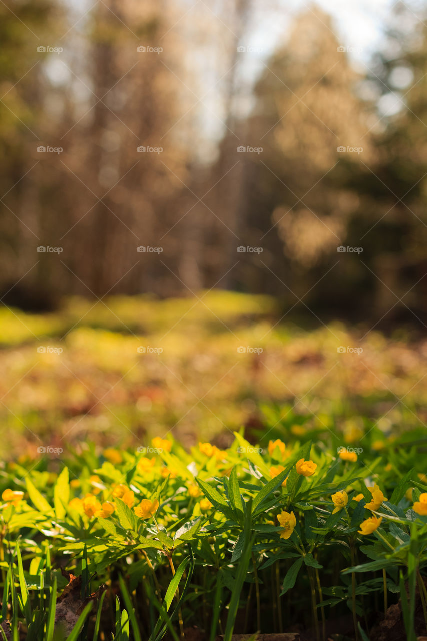 Yellow flowers in the forest