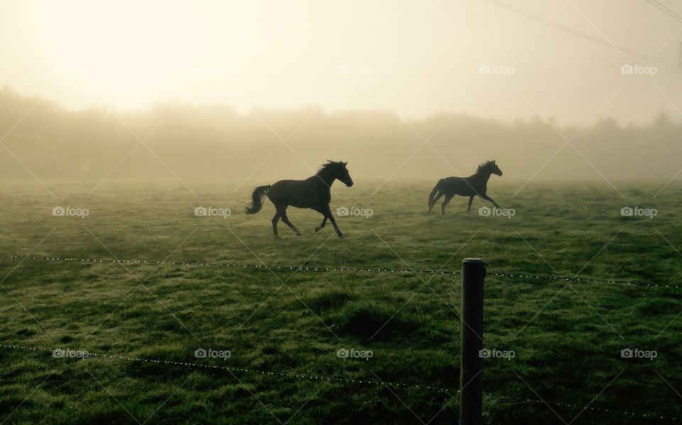 Horse running . Horse running in the misty morning