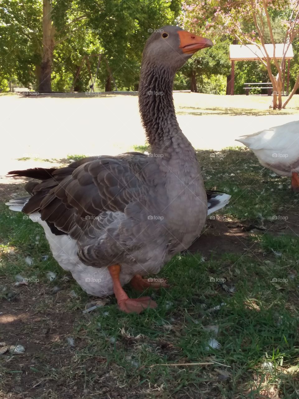 A goose getting some shad