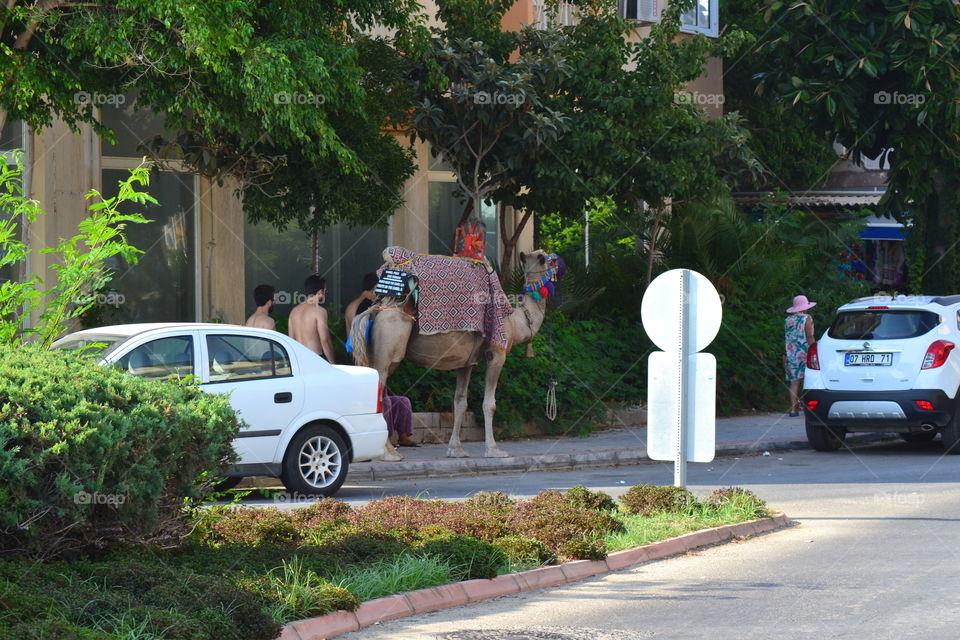 tourist camel