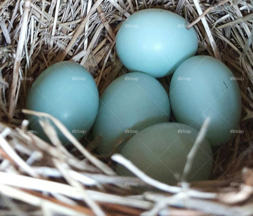 Egg, Nest, Easter, Hay, Shell