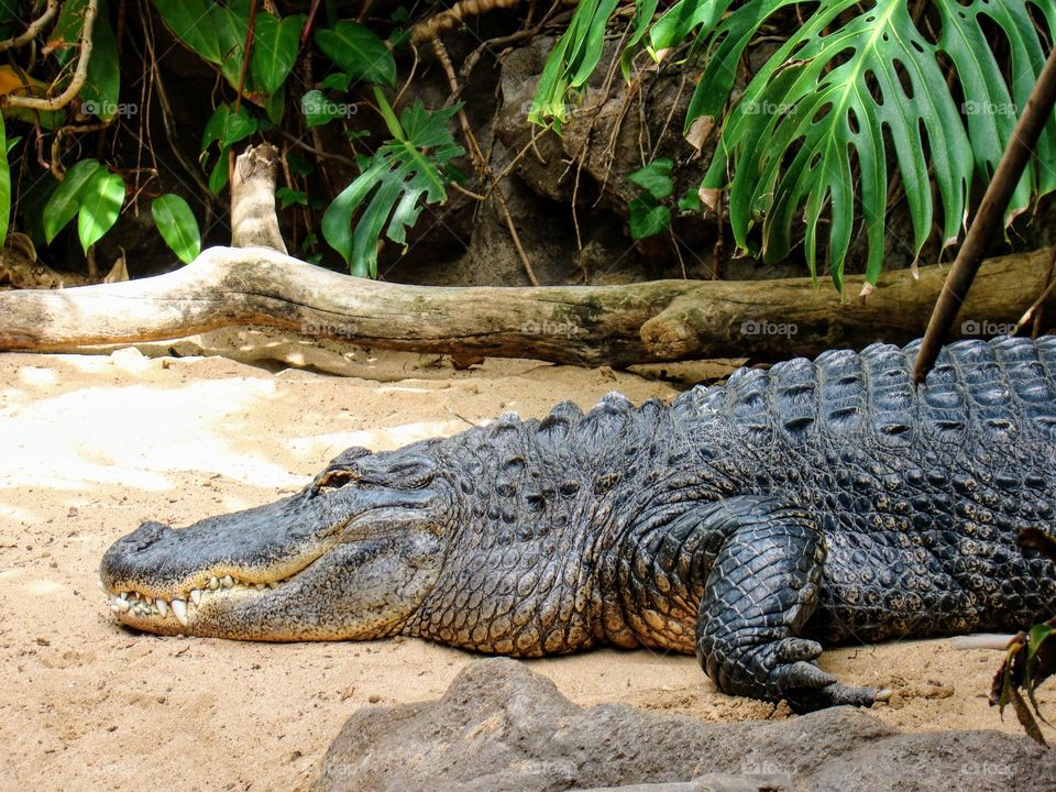 Alligator in Loro park, Tenerife, Spain