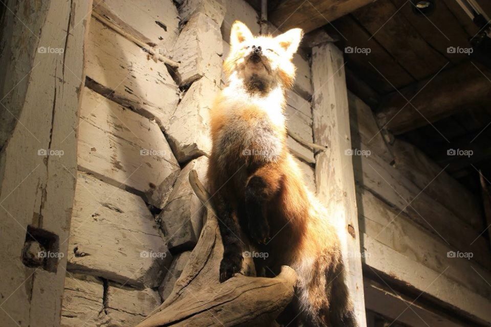 Fox 