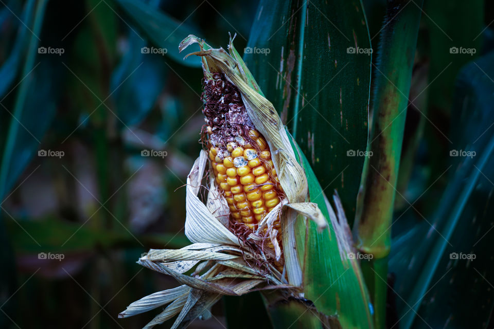 Corn 