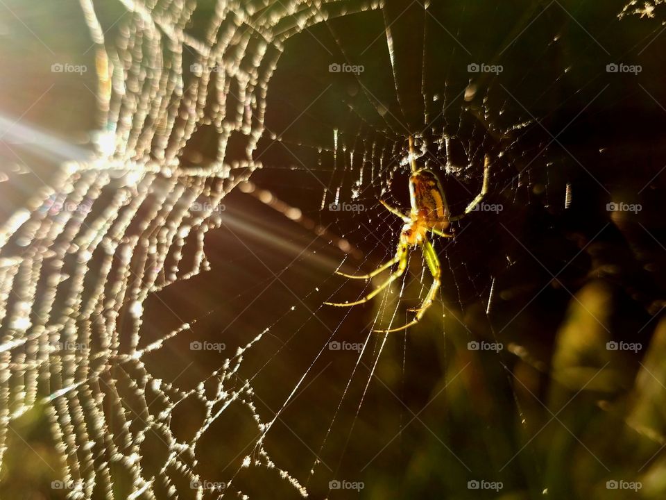 Spider, Spiderweb, Cobweb, Arachnid, Trap