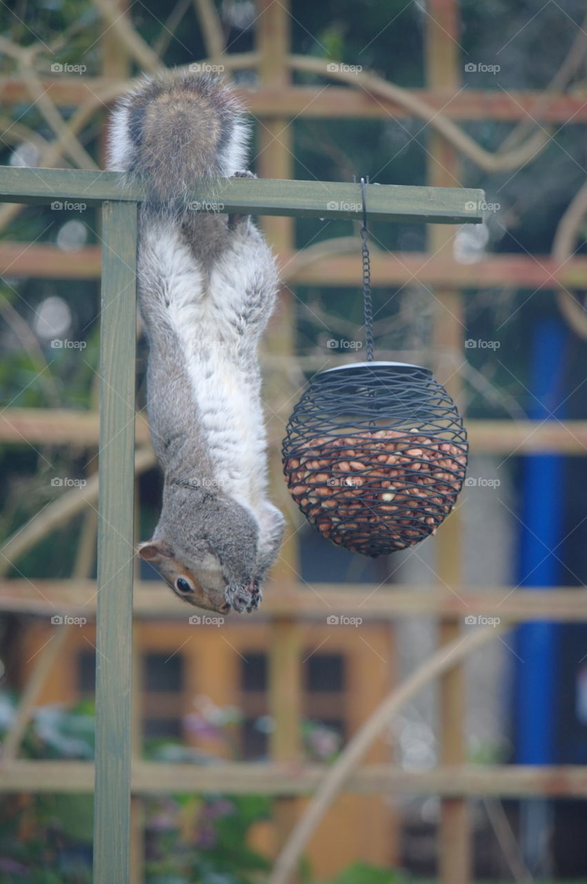Hang time squirrel 