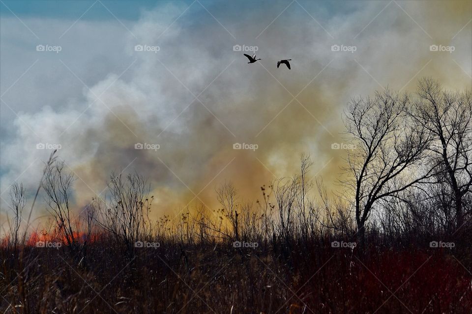 Geese outfly a fire