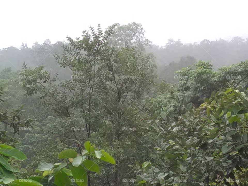 The environment forests