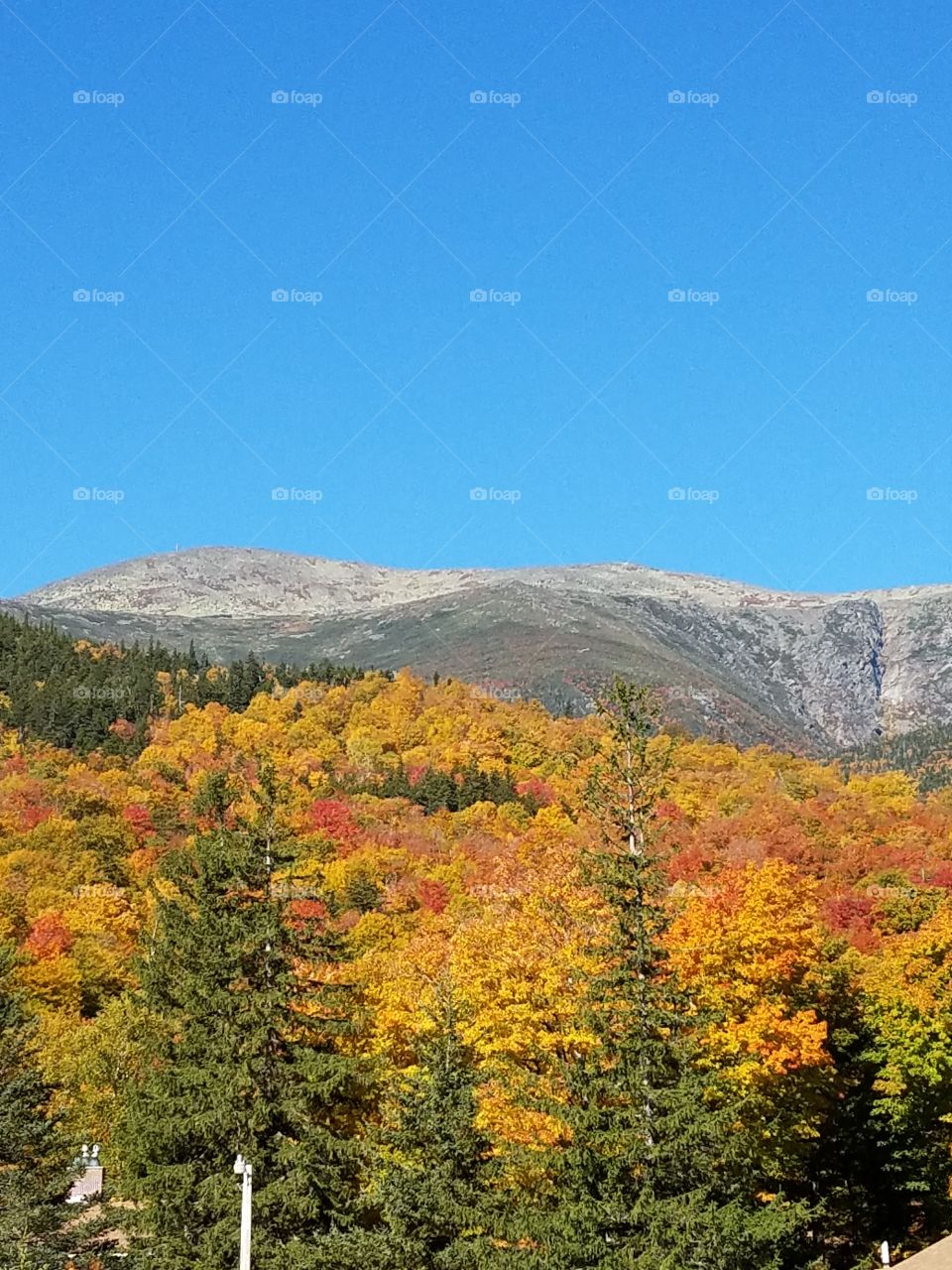 Autumn trees in forest