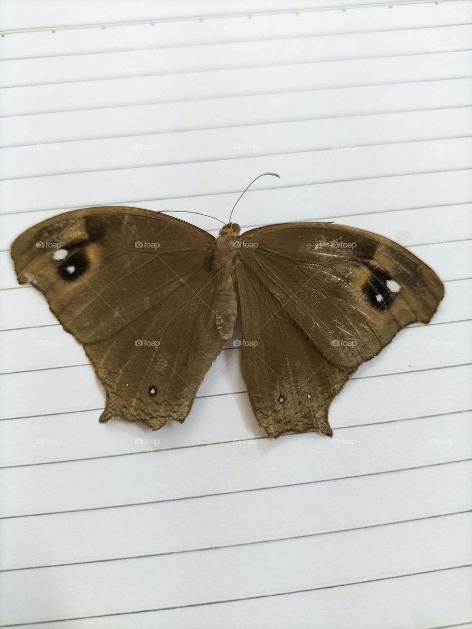 brown butterfly image on book