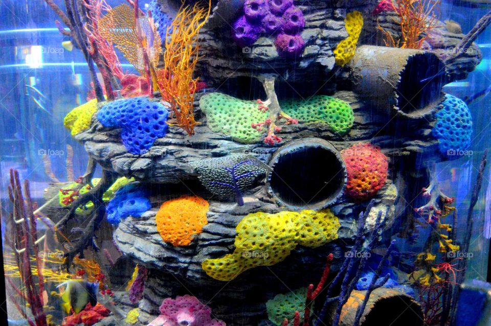 Coral reef in the Aquarium in Birmingham, UK