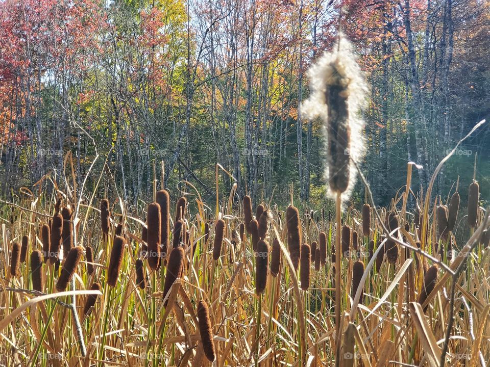 Portrait of a plant:
Cattails.