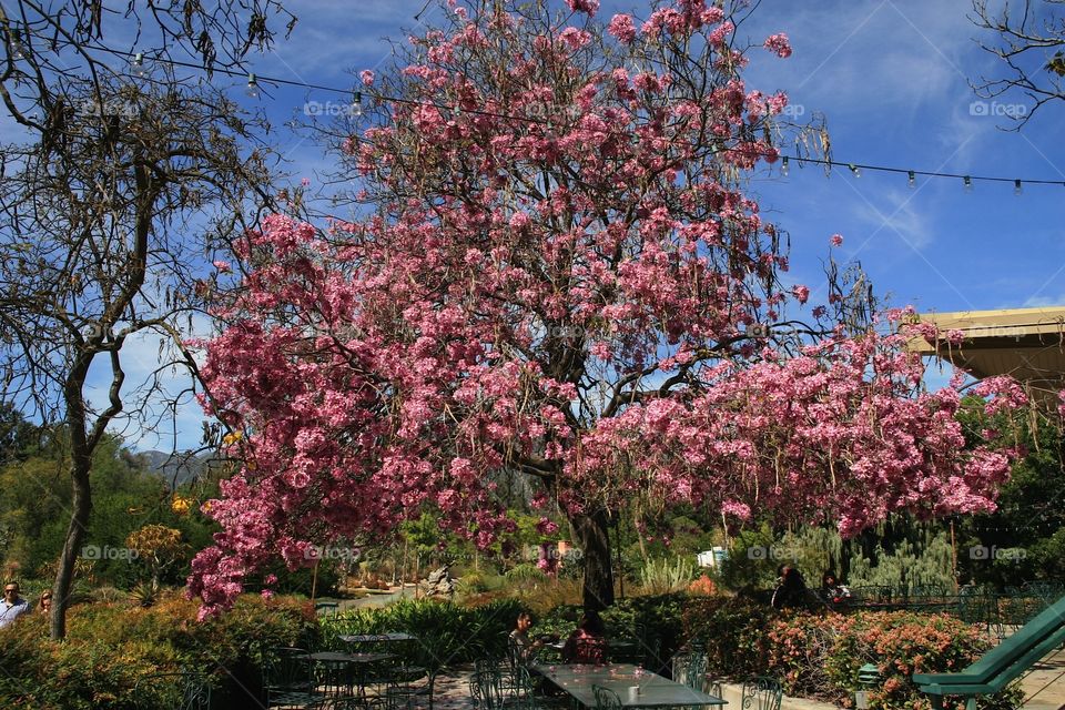 huge pink tree at arboretum