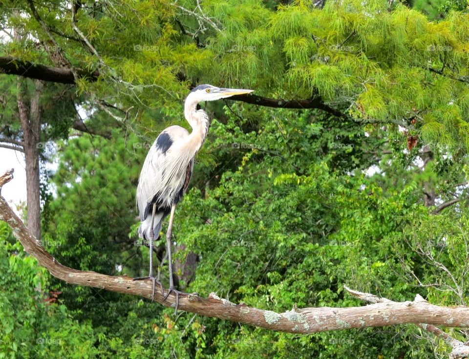 Blue heron  in tree