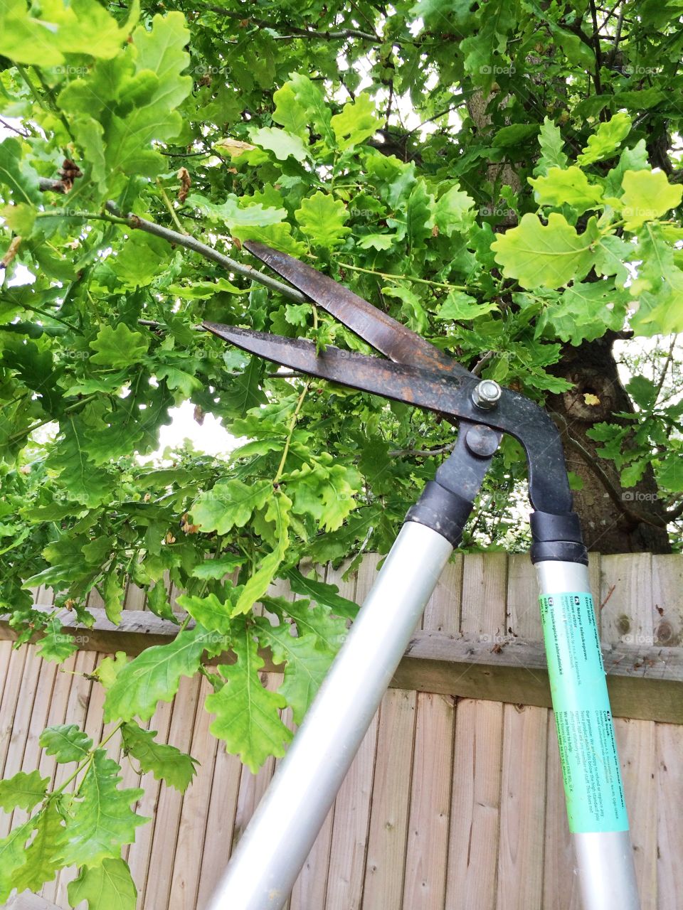 Cutting tree branch . Cutting tree branch with garden scissors