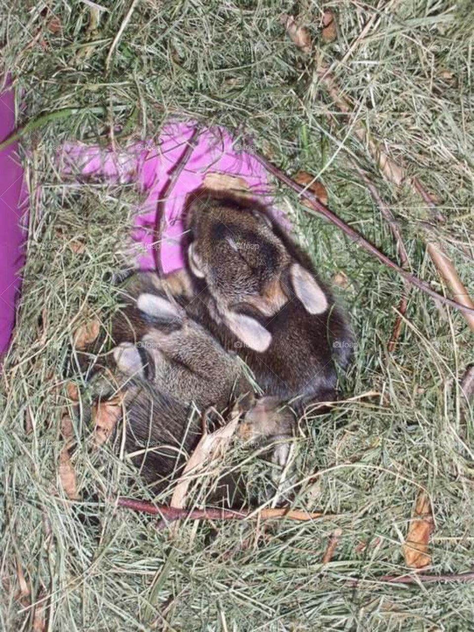 Baby Bunnies