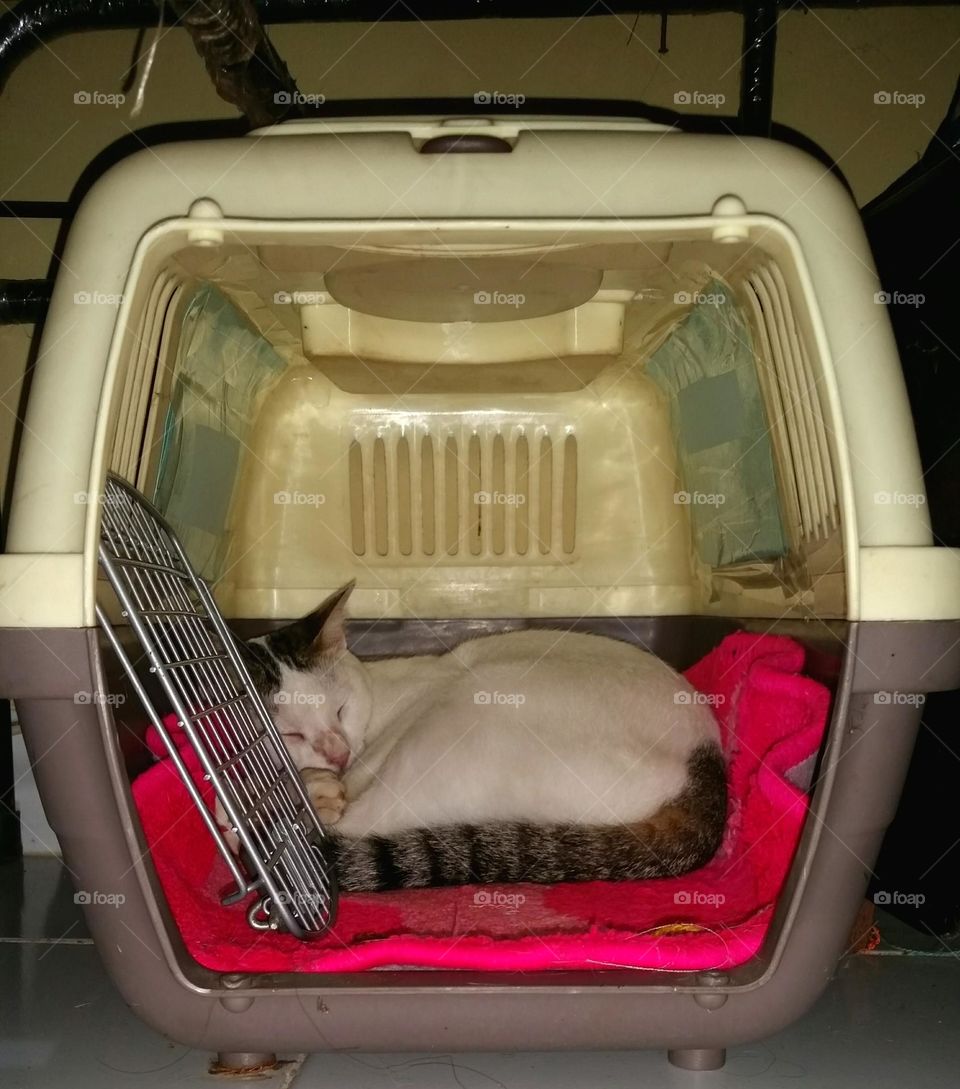 Cat sleep in pet carrier...