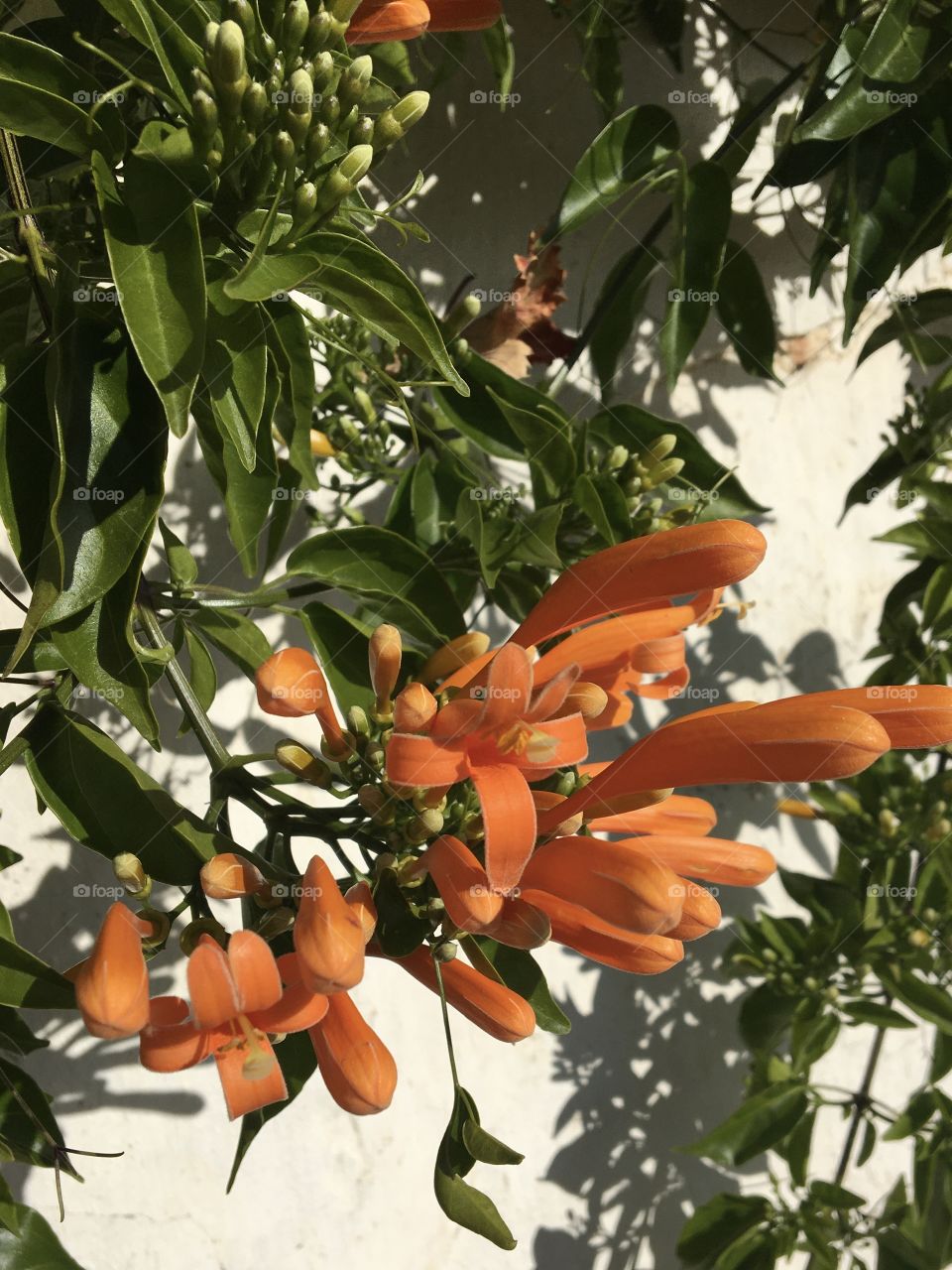 White wall splashed by sun and orange flowers