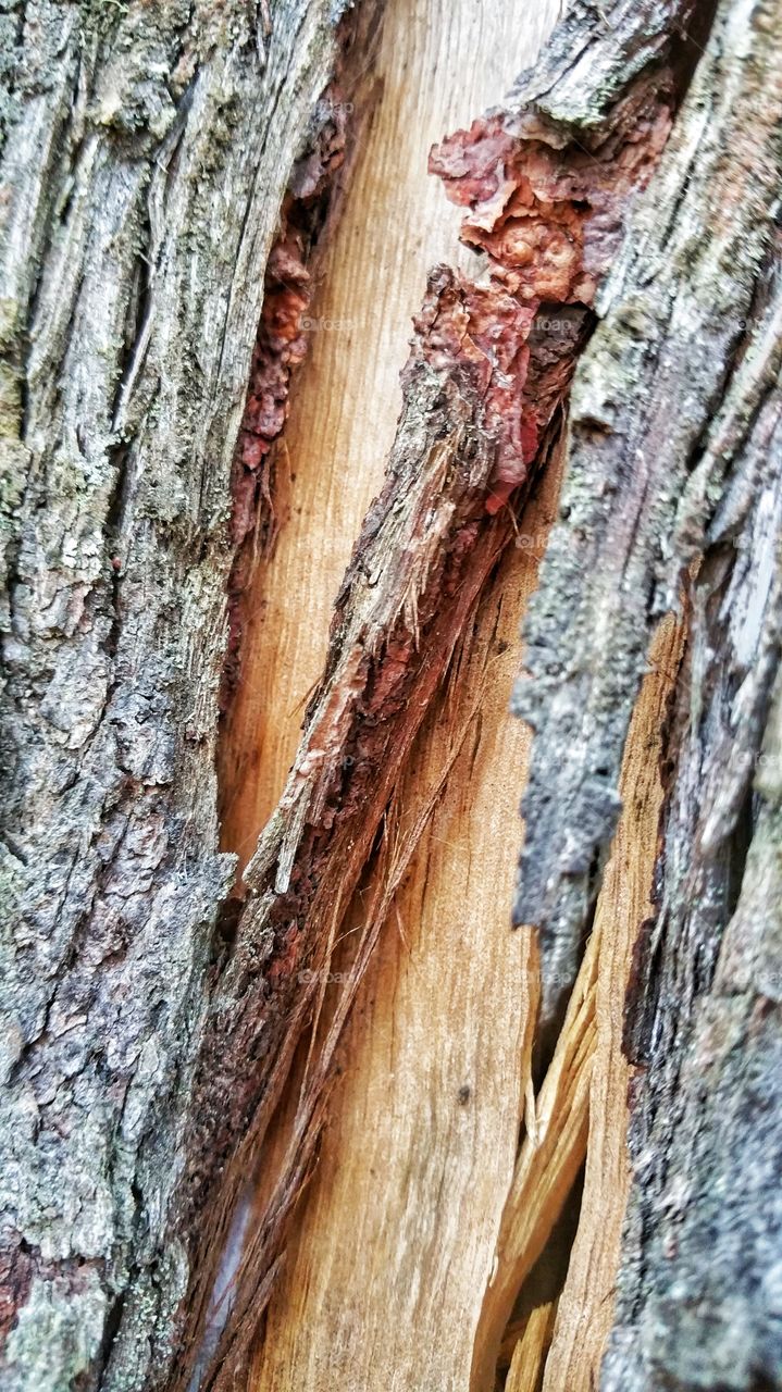 Bark peeling off the main tree trunk of an Australian Peperbark or Melaleuca sp. Some Eucalyptus sp. also exhibit similar annual bark changing characteristic.