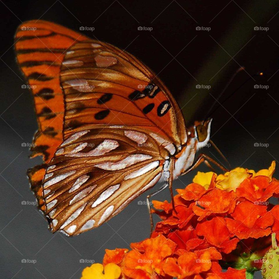 so perfect butterfly on the yellow and orange flowers in the garden