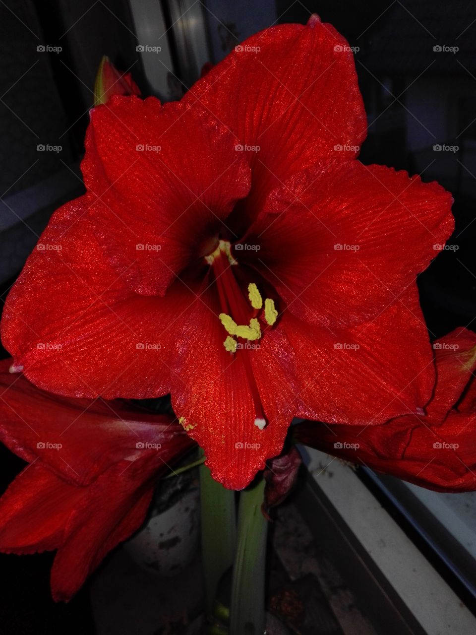 Amaryllis