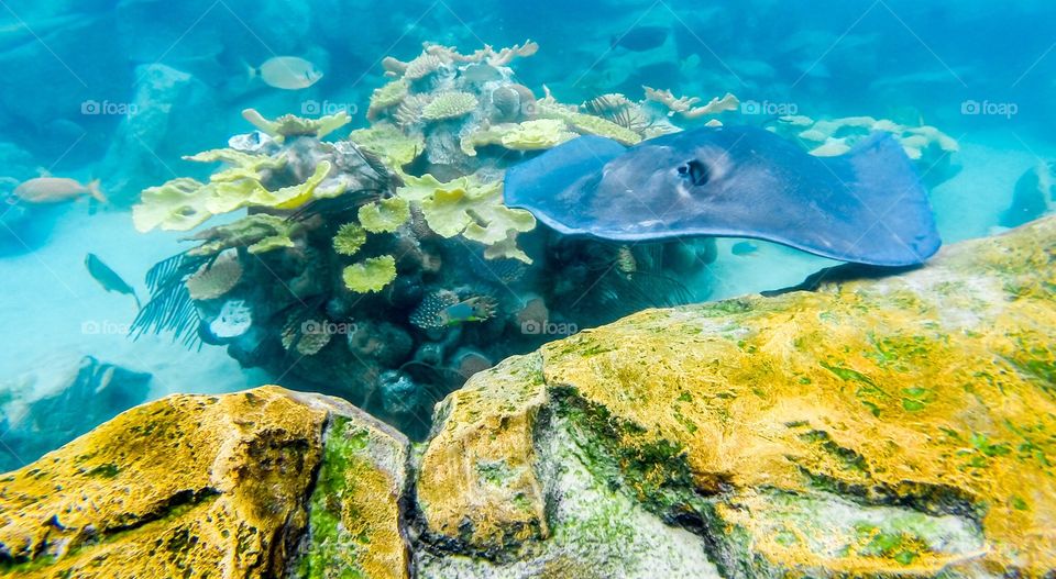 Stingray looking for food