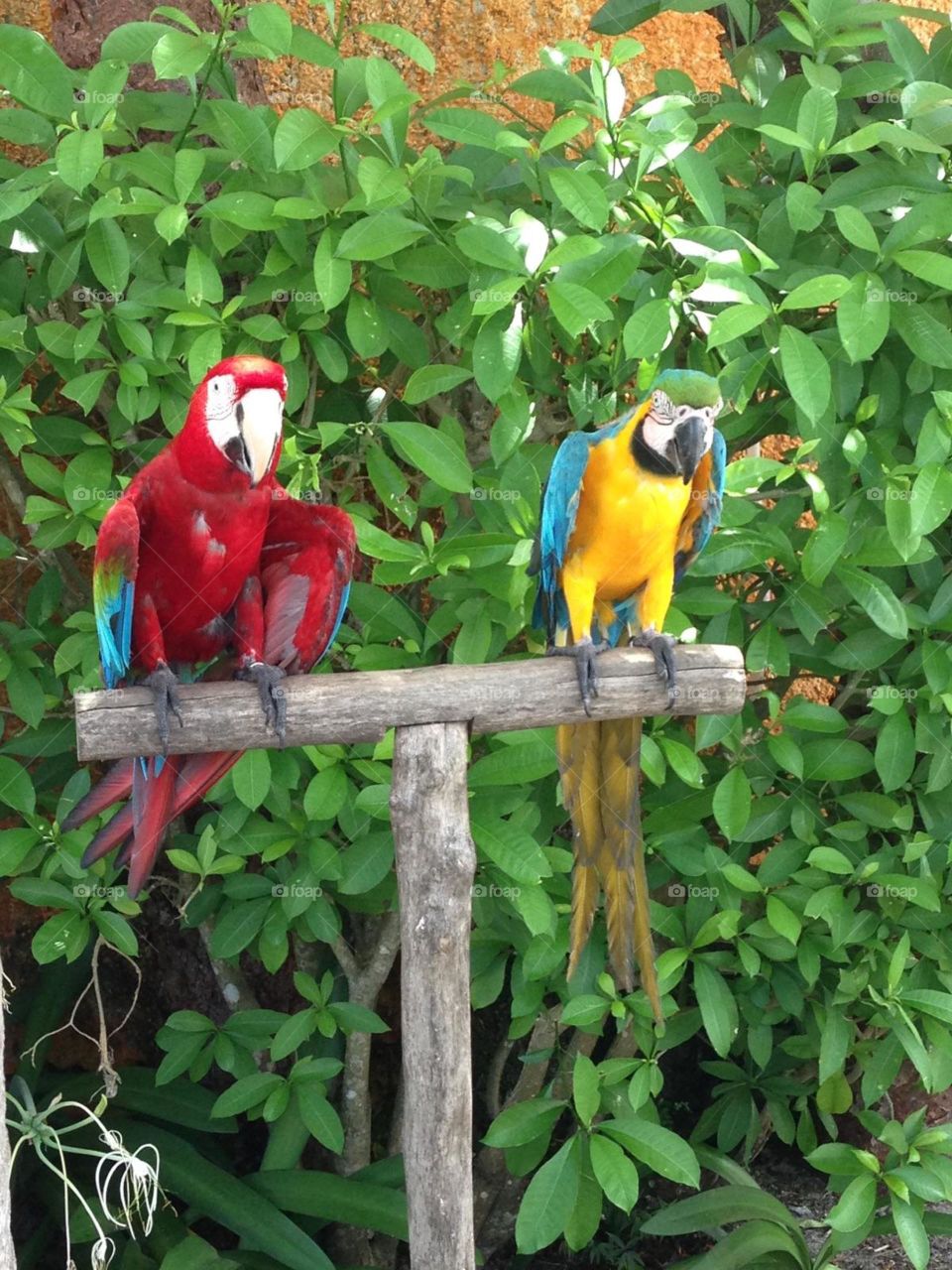 Parrots 