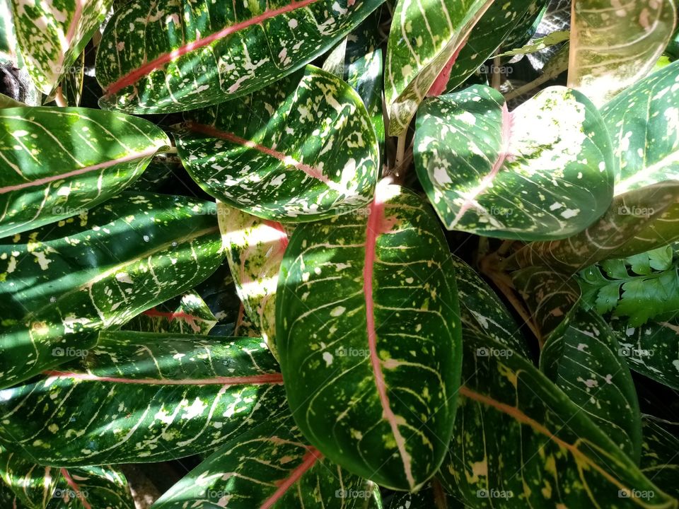 Sun ray on plant leaves