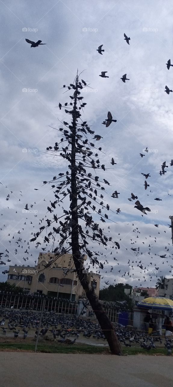 pigeons tree