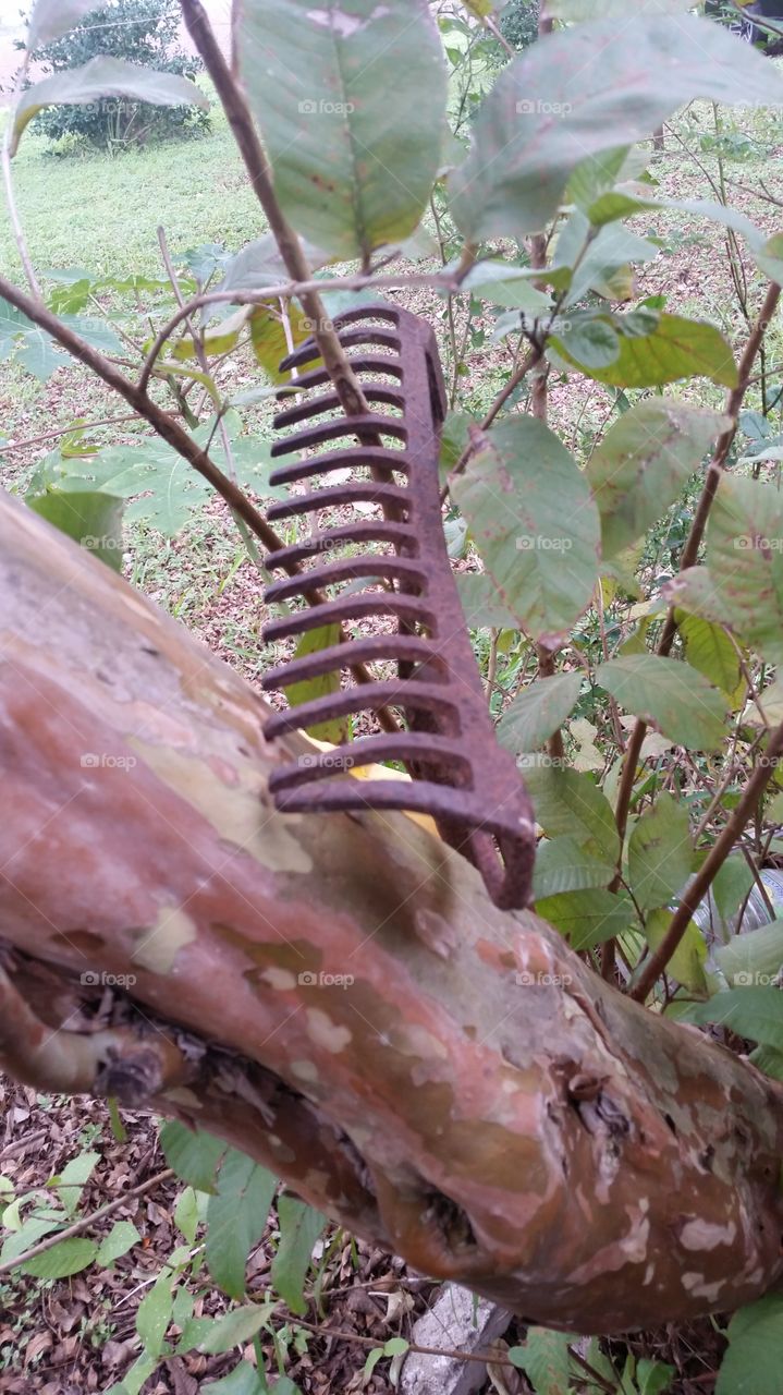 tree,rake