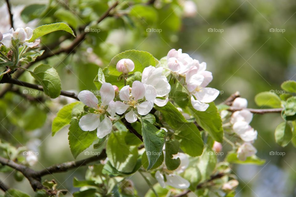 Close-up of apple tree flowers