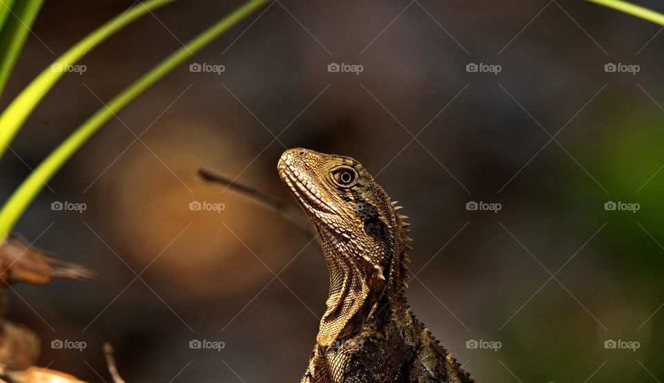Eastern Water Dragon