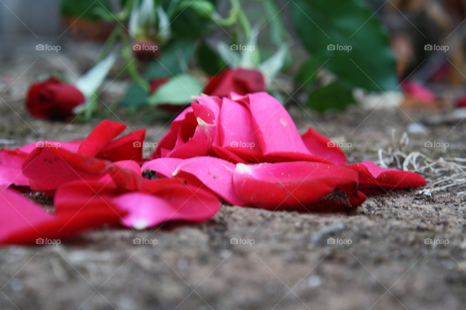 Closeup of red rose petals on the ground after they fell off their stem 