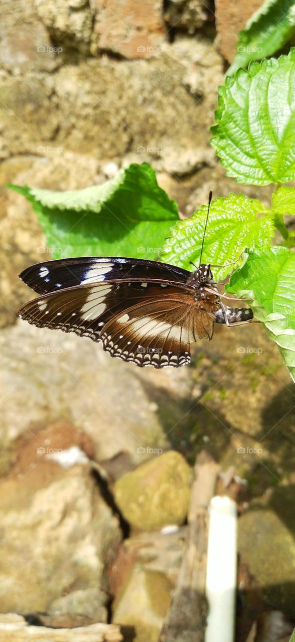 Beautiful butterfly perched on a leaf in the garden