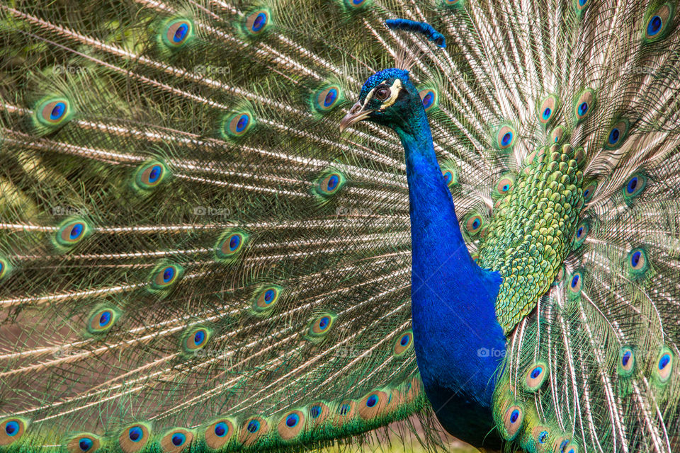 Peacock 