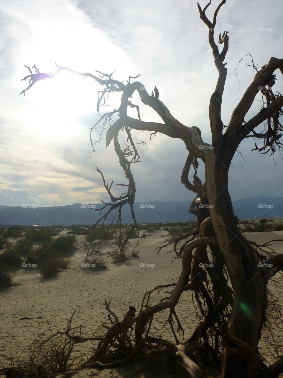Bare tree at death valley