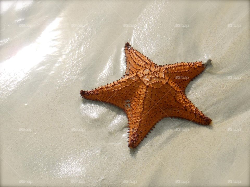 Starfish on the white sand of Jamaica