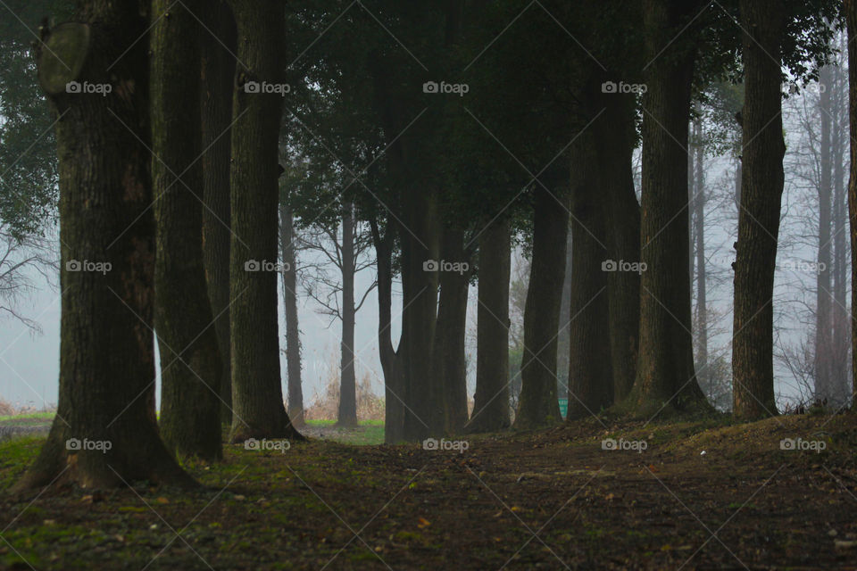 View of forest in foggy weather