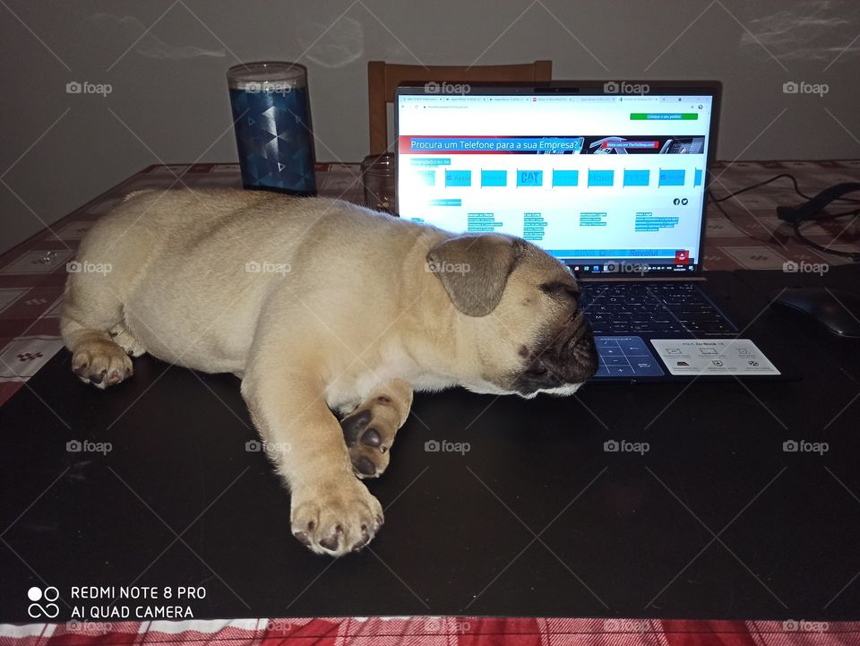 cachorro dormindo no notebook