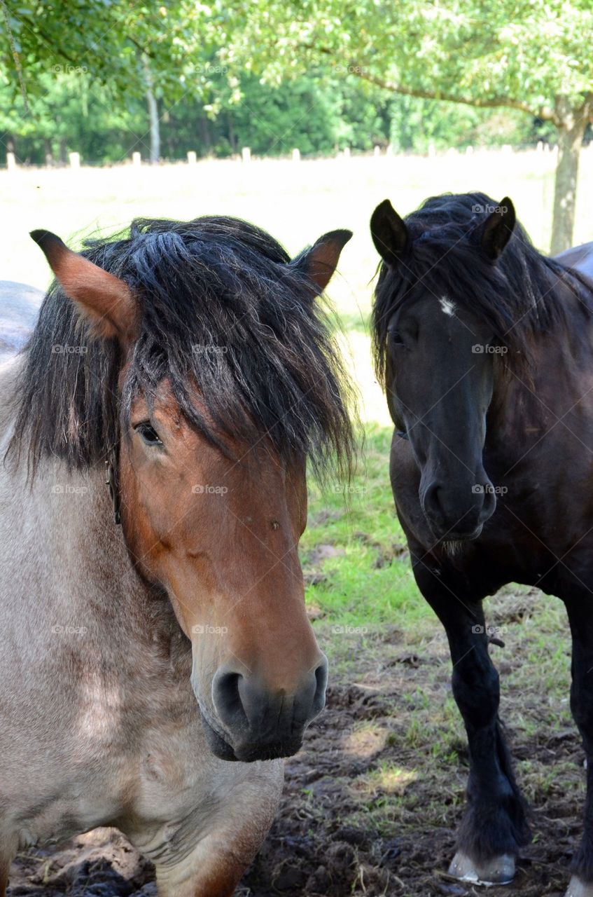 Horses on a field