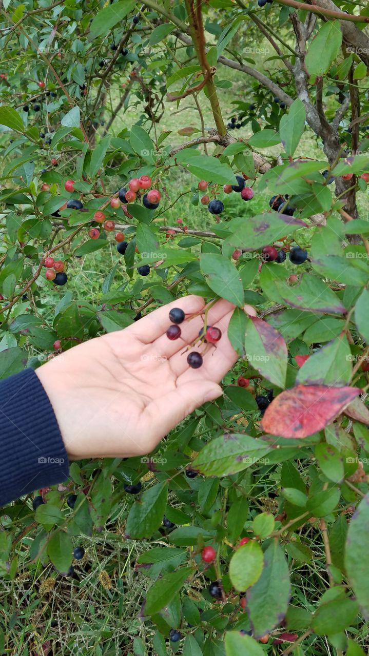 Fruit, Leaf, Food, Nature, Tree