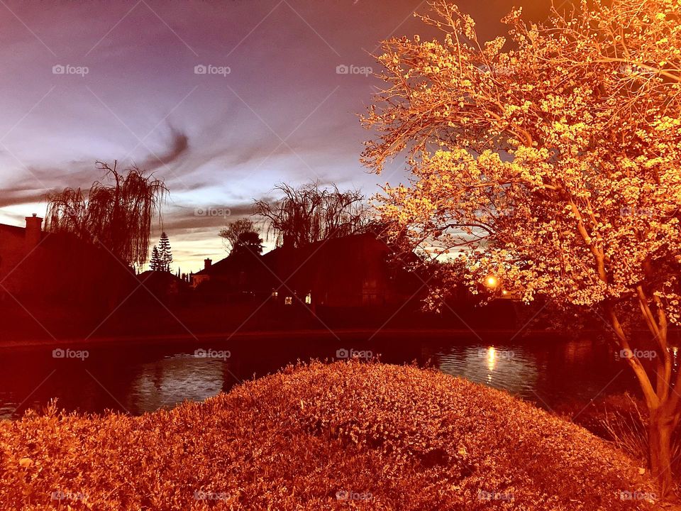Evening at the pond under city lights