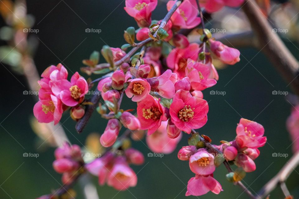 Red spring flowers