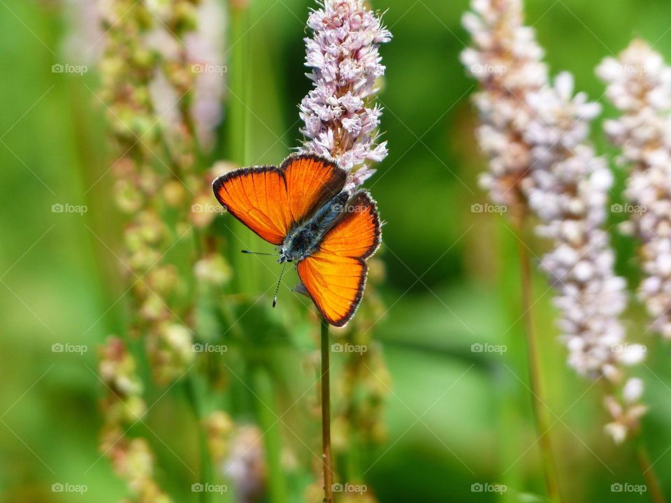 Beautiful and colourful butterfly