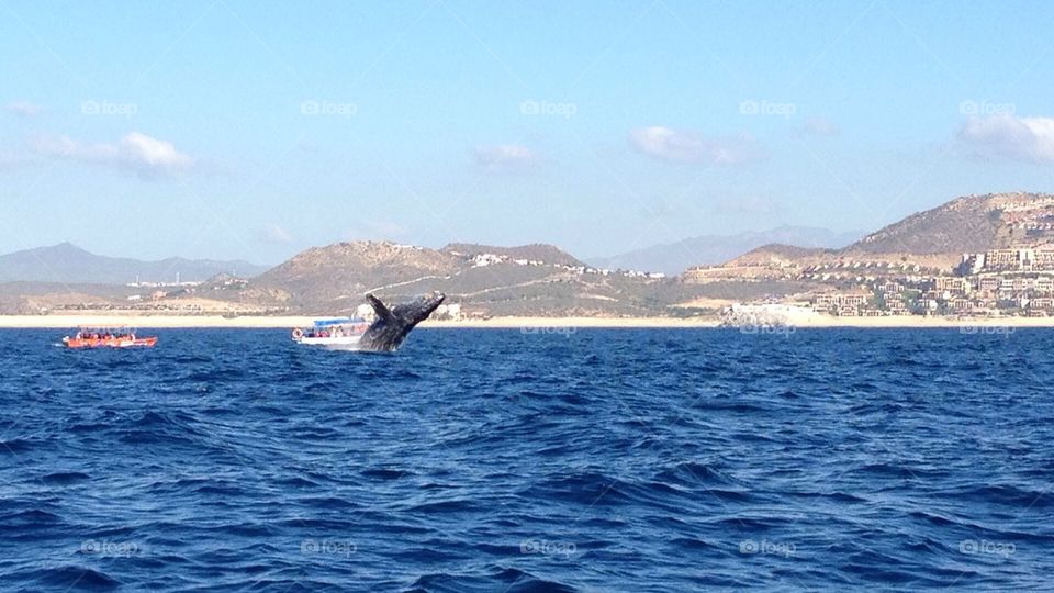 whale in cabo