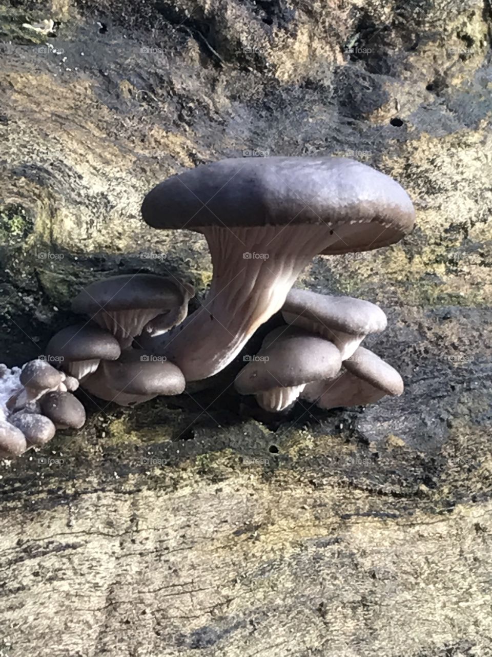 Fungi
