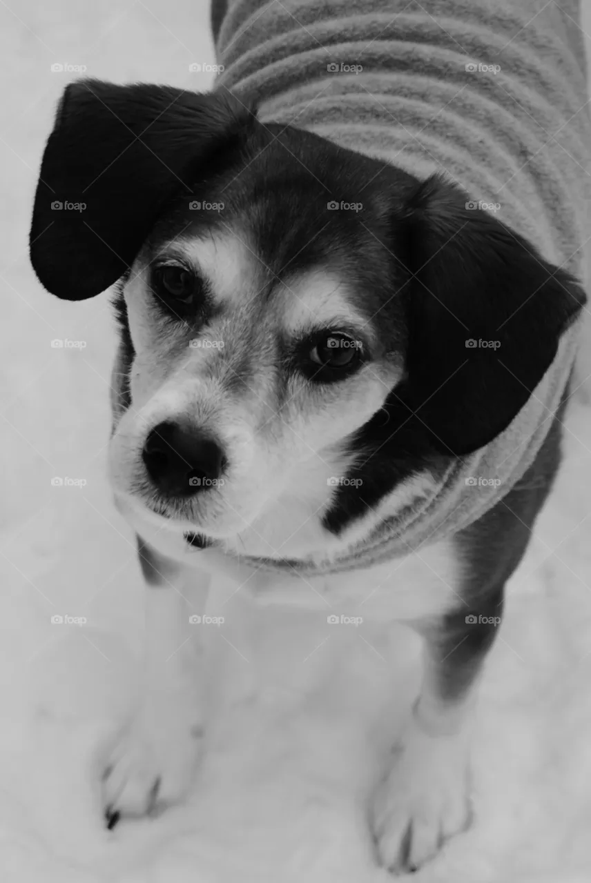 Bella