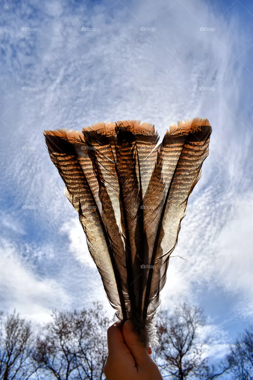 Feathers in the sky