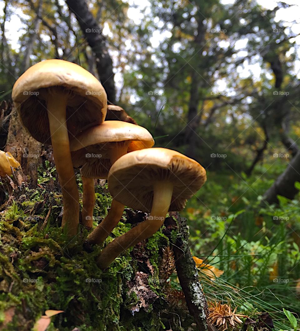 Mushrooms. Hiking and finding natures treasures